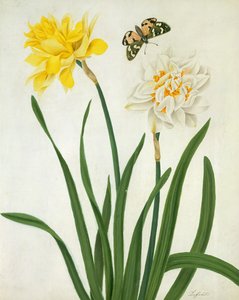 Narcissi and Butterfly